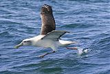 White-capped Albatrossborder=